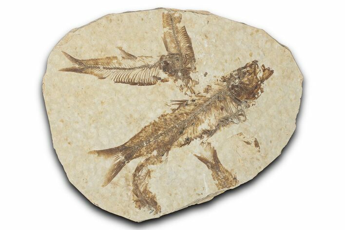 Fossil Fish (Knightia) Mortality Plate - Wyoming #339036